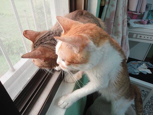 窗邊的喵咪 窗邊的喵咪