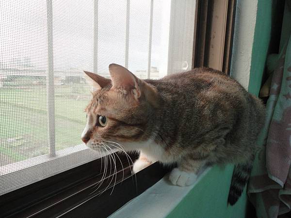 窗邊的喵咪 窗邊的喵咪