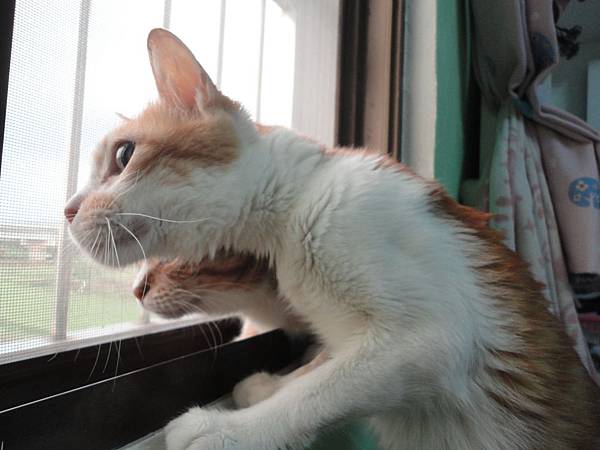 窗邊的喵咪 窗邊的喵咪