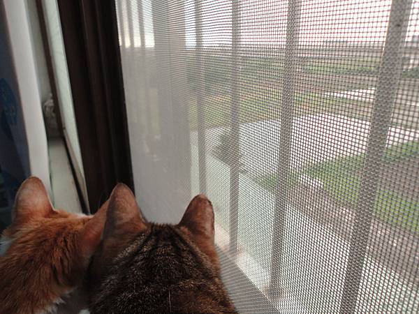 窗邊的喵咪 窗邊的喵咪