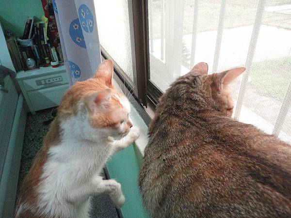 窗邊的喵咪 窗邊的喵咪