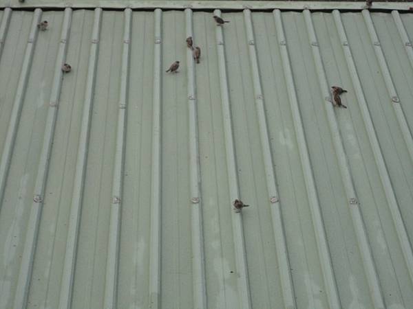 窗邊的喵咪 窗邊的喵咪