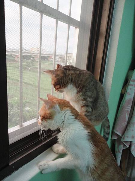 窗邊的喵咪 窗邊的喵咪