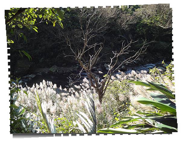 溪水 芒花