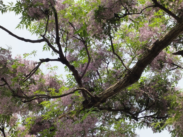 苦楝樹很美吧.JPG