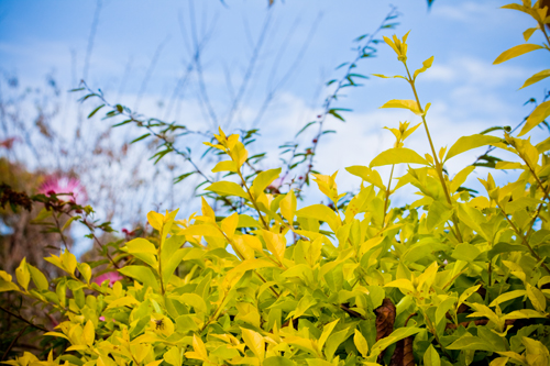風和日麗.........其實開始轉陰天了
