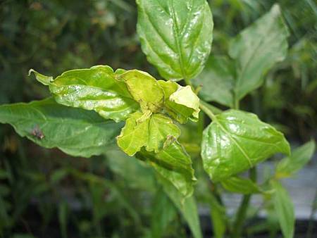 憂遁草嫩葉會因風大吹打損傷