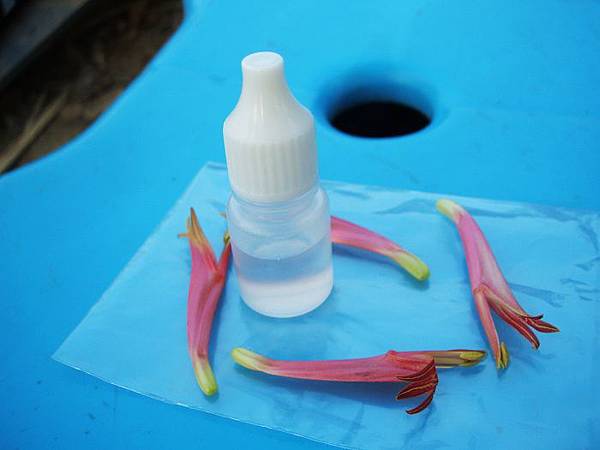 憂遁草(沙巴蛇草)花蜜