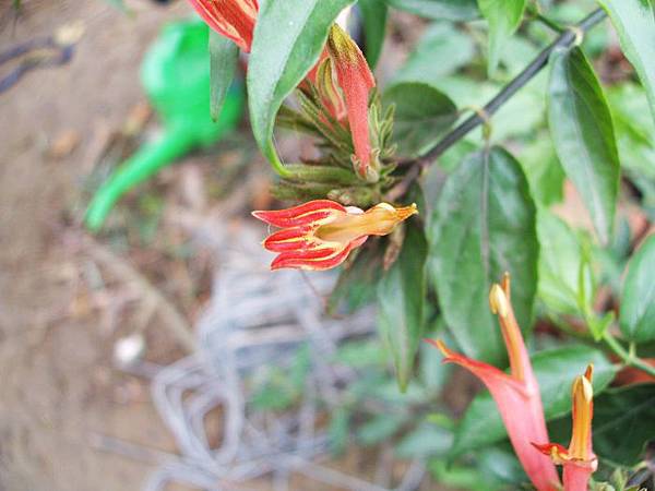 憂遁草(鱷嘴花) 