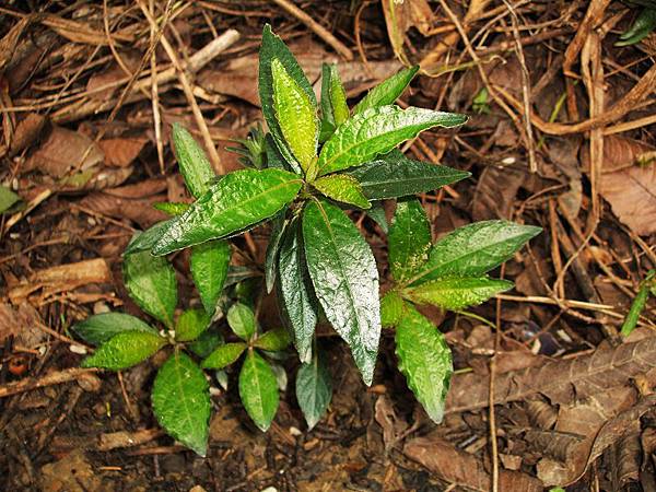 黑面將軍 發新葉