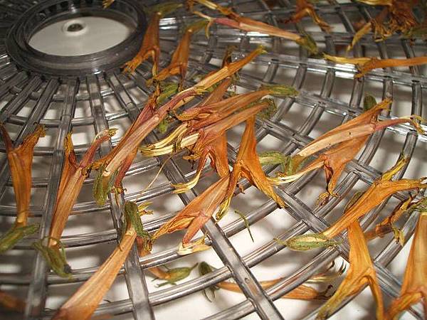 憂遁草 花 烘乾 