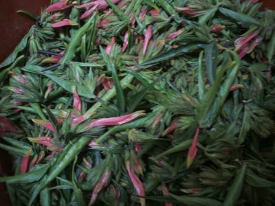 憂遁草花苞 準備晒乾 當青草茶包.