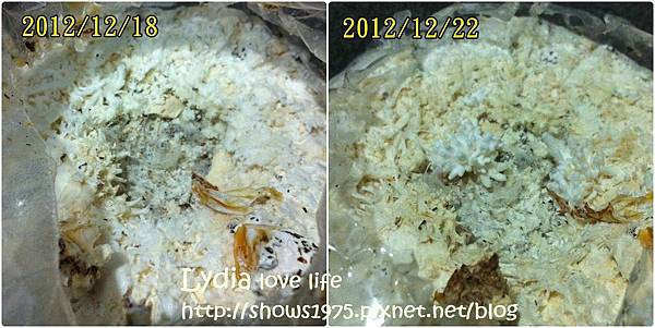 白雪菇 白雪菇