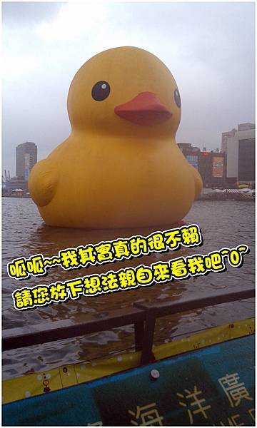 黃小鴨的告白 黃小鴨的告白