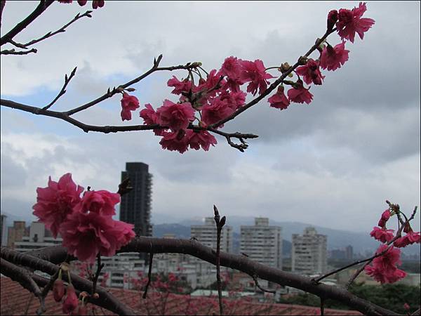 IMG_1420.jpg