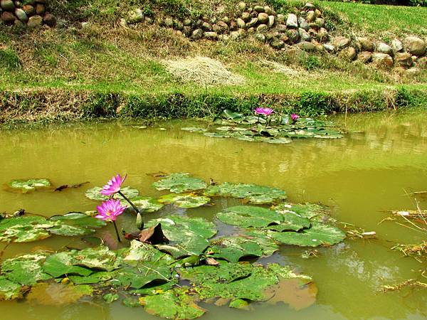 泉步道 (18).jpg