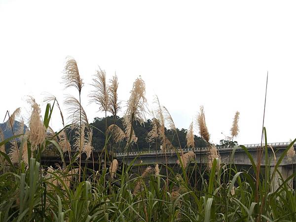十分景 (16).jpg