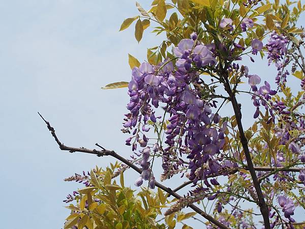 紫藤 (19).jpg