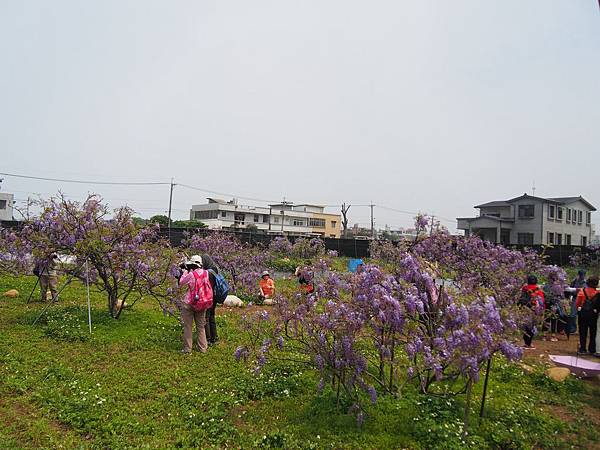 紫藤 (39).jpg