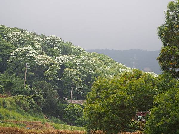 三生步道桐花 (3).jpg