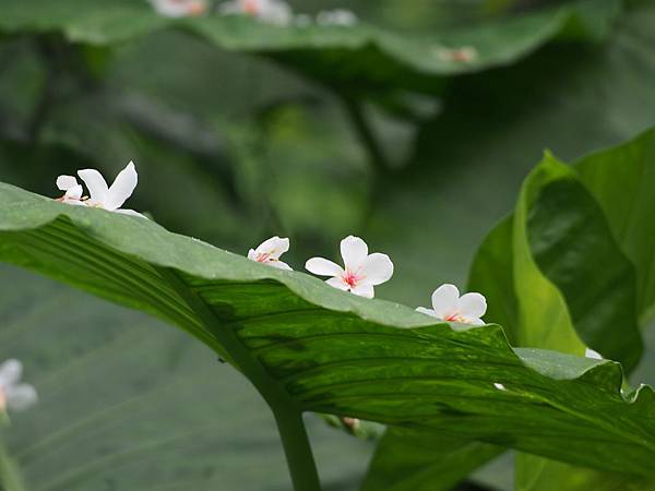 三生步道桐花 (14).jpg