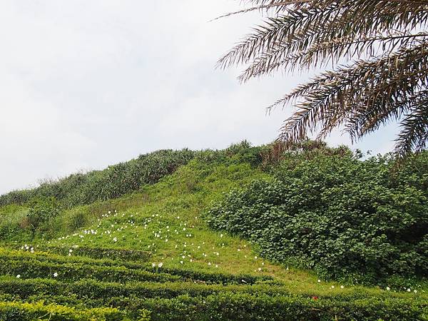 白沙 (2).jpg