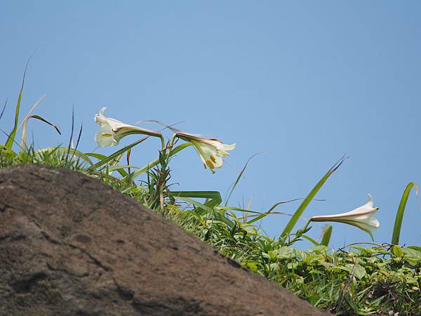 白沙 (29).jpg
