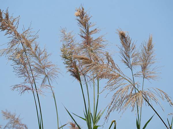 白沙 (62).jpg