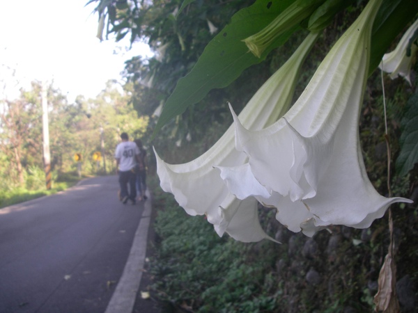 香格里拉