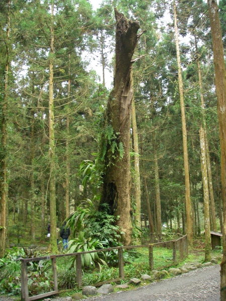 林下植物展示區