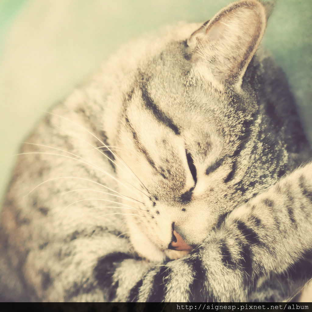 ipad_animal_01.jpg ipad_animal_01.jpg