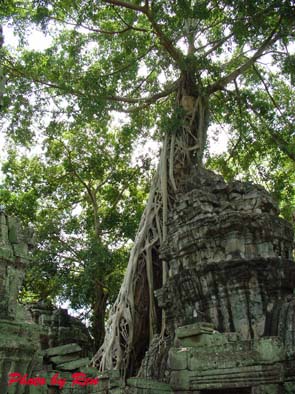 0531-ta prohm06.jpg