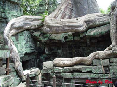 0531-ta prohm14.jpg