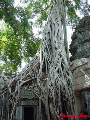 0531-ta prohm09.jpg 0531-ta prohm09.jpg