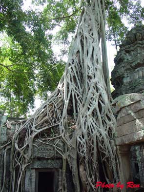 0531-ta prohm09.jpg