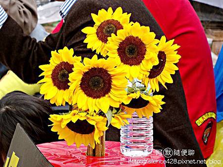 太陽花 太陽花