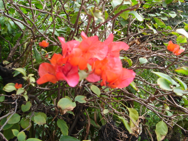 DSC00642.JPG DSC00642.JPG