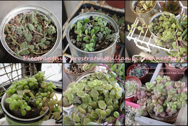 Plectranthus prostratus / 臥地延命草 / プロストラーツス Plectranthus prostratus / 臥地延命草 / プロストラーツス