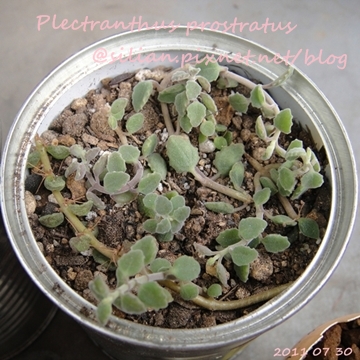 20110730 155103 Plectranthus prostratus / 臥地延命草 / プロストラーツス 20110730 155103 Plectranthus prostratus / 臥地延命草 / プロストラーツス