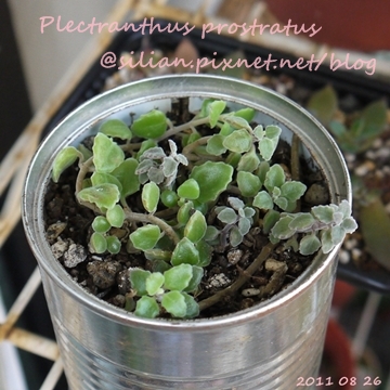 20110826 075749 Plectranthus prostratus / 臥地延命草 / プロストラーツス 20110826 075749 Plectranthus prostratus / 臥地延命草 / プロストラーツス