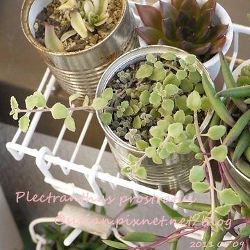 20110909 163001 Plectranthus prostratus / 臥地延命草 / プロストラーツス 20110909 163001 Plectranthus prostratus / 臥地延命草 / プロストラーツス