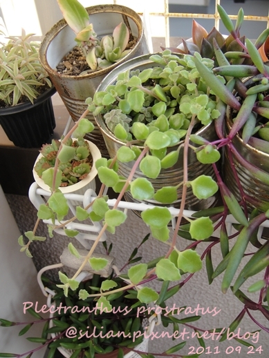 20110924 155442 Plectranthus prostratus / 臥地延命草 / プロストラーツス 20110924 155442 Plectranthus prostratus / 臥地延命草 / プロストラーツス