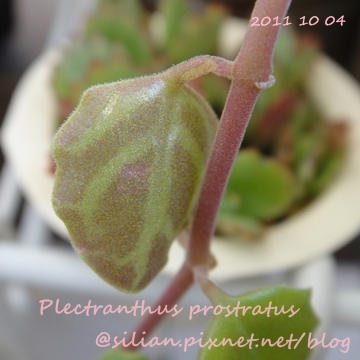 20111004 161032 Plectranthus prostratus / 臥地延命草 / プロストラーツス 20111004 161032 Plectranthus prostratus / 臥地延命草 / プロストラーツス