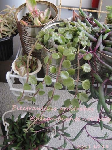 20111013 152742 Plectranthus prostratus / 臥地延命草 / プロストラーツス 20111013 152742 Plectranthus prostratus / 臥地延命草 / プロストラーツス