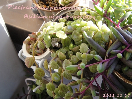 20111117 135712 Plectranthus prostratus / 臥地延命草 / プロストラーツス 20111117 135712 Plectranthus prostratus / 臥地延命草 / プロストラーツス