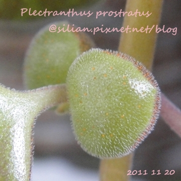 20111120 144332 Plectranthus prostratus / 臥地延命草 / プロストラーツス 20111120 144332 Plectranthus prostratus / 臥地延命草 / プロストラーツス