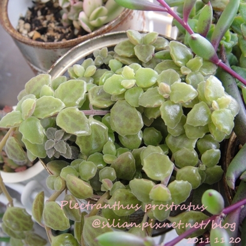 20111120 144343 Plectranthus prostratus / 臥地延命草 / プロストラーツス 20111120 144343 Plectranthus prostratus / 臥地延命草 / プロストラーツス