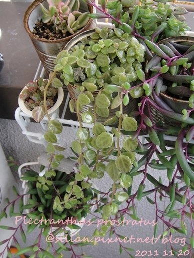 20111120 144351 Plectranthus prostratus / 臥地延命草 / プロストラーツス 20111120 144351 Plectranthus prostratus / 臥地延命草 / プロストラーツス