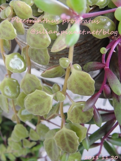 20111120 144358 Plectranthus prostratus / 臥地延命草 / プロストラーツス 20111120 144358 Plectranthus prostratus / 臥地延命草 / プロストラーツス