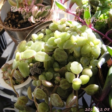 20111205 125822 Plectranthus prostratus / 臥地延命草 / プロストラーツス 20111205 125822 Plectranthus prostratus / 臥地延命草 / プロストラーツス